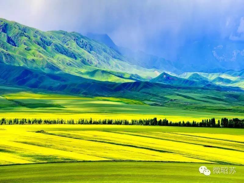 昭苏油菜花
